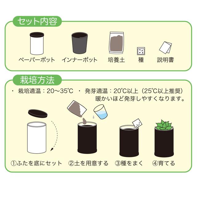 Rilakkuma "Stay with Me" Agave Planting Kit B