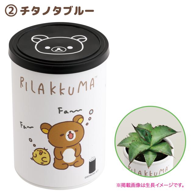 Rilakkuma "Stay with Me" Agave Planting Kit B