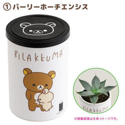 Rilakkuma "Stay with Me" Agave Planting Kit A
